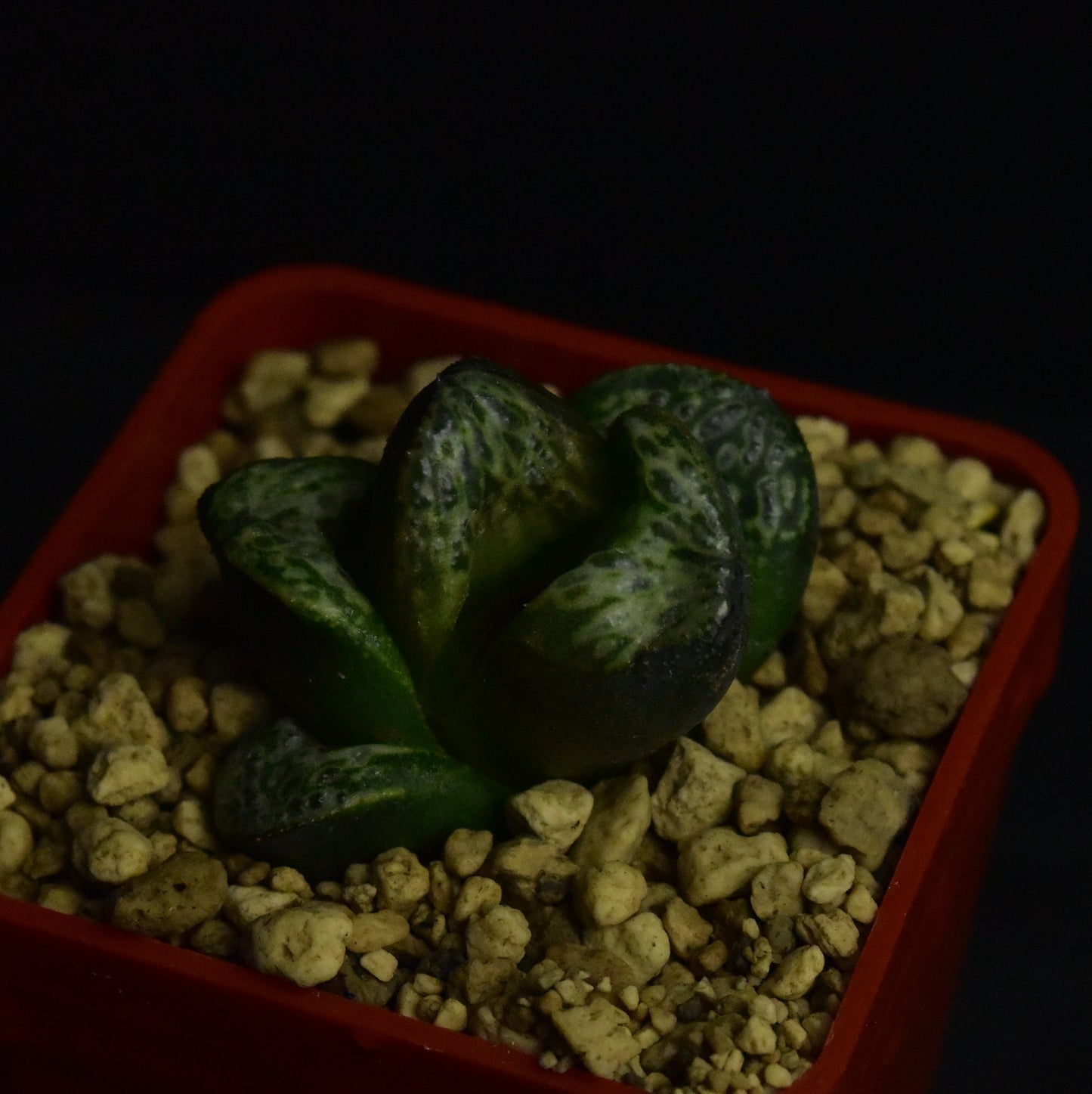 Haworthia cv. Incarose