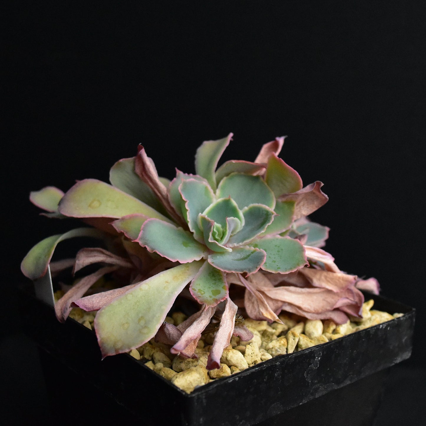 Echeveria cv. "Neon Breakers"