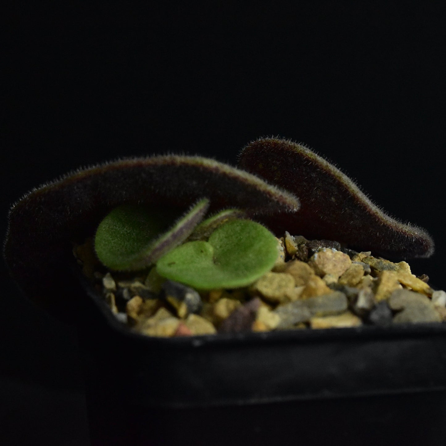Tylecodon singularis
