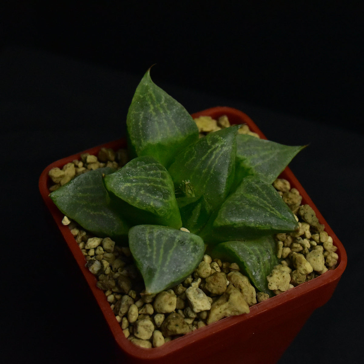 Haworthia cv. Urahannya