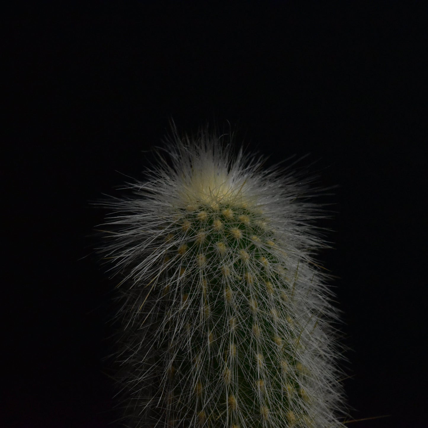 Cleistocactus friedrichii x strausii