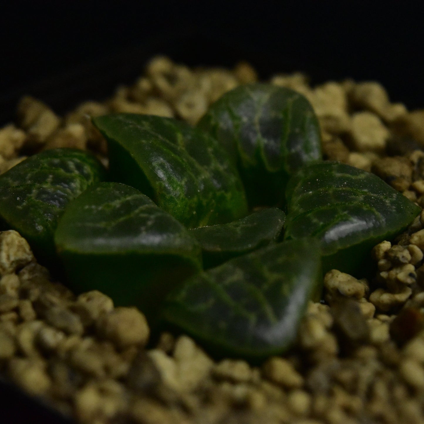 Haworthia cv. Bubbles (ex. Renny Wong)
