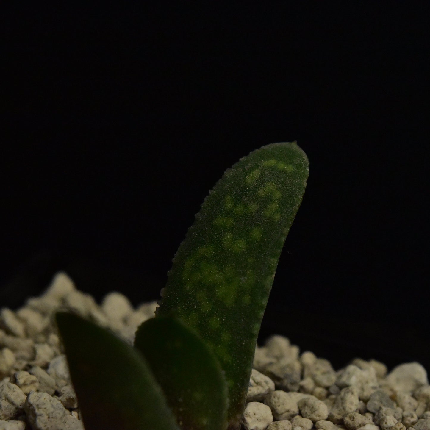 Gasteria pillansii v. hallii (Augrabies)