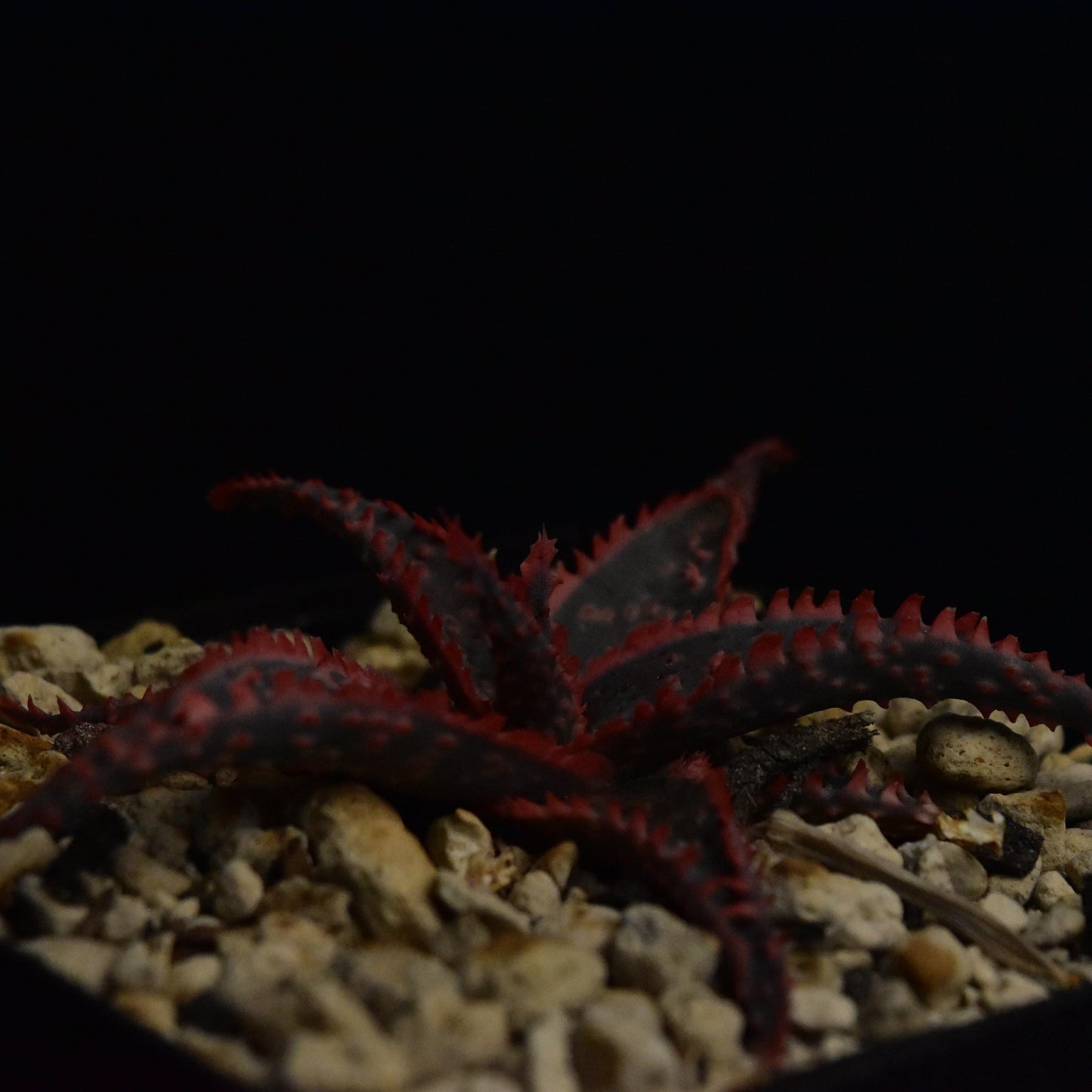 Aloe cv. "Christmas Carol"