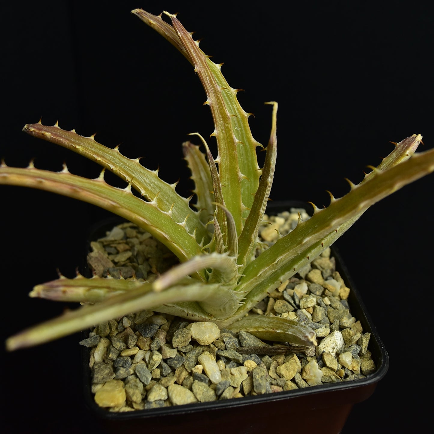Dyckia velascana