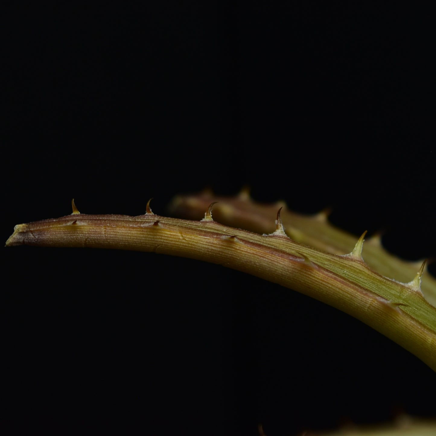 Dyckia velascana