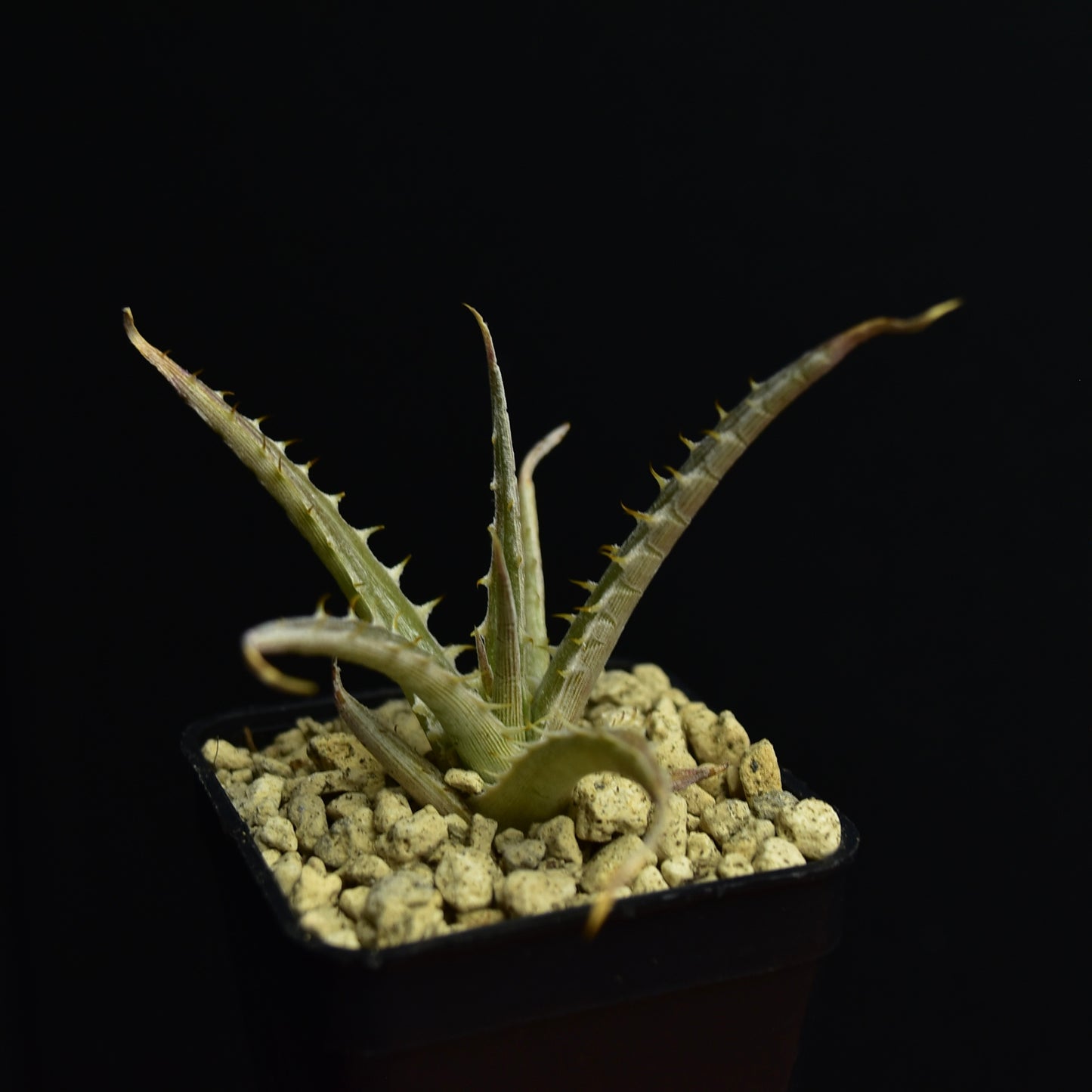 Dyckia velascana