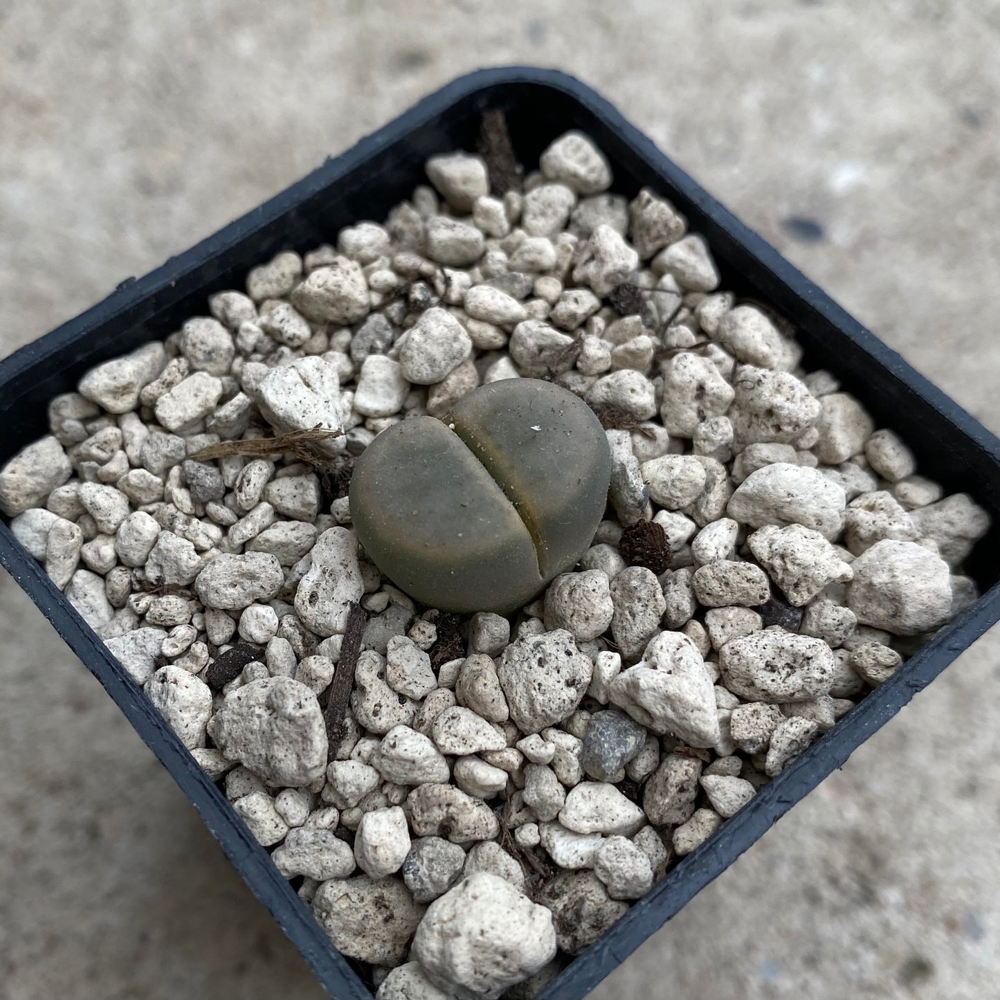 Lithops schwantesii v. marthae C299