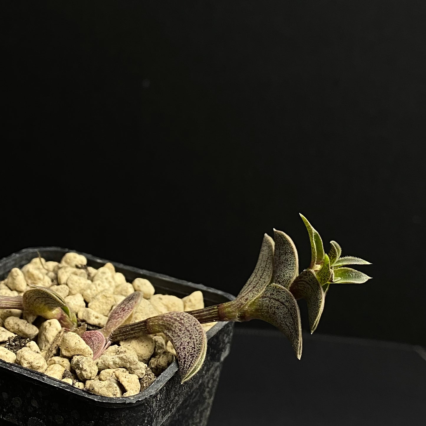 Callisia navicularis