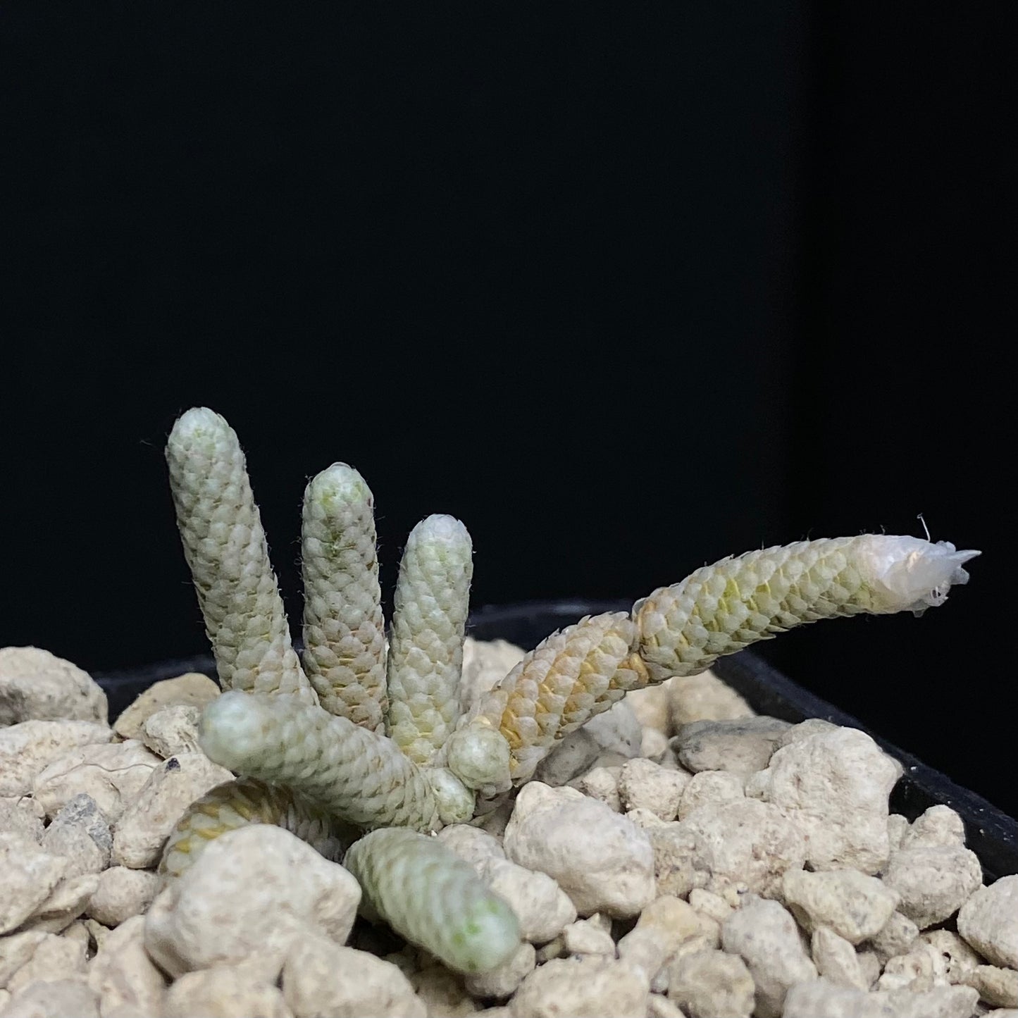 Avonia sp. nov. (Pofadder, Houmoed)