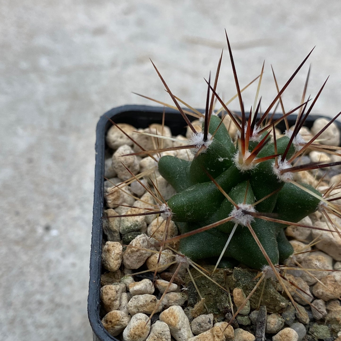 Echinocereus coccineus