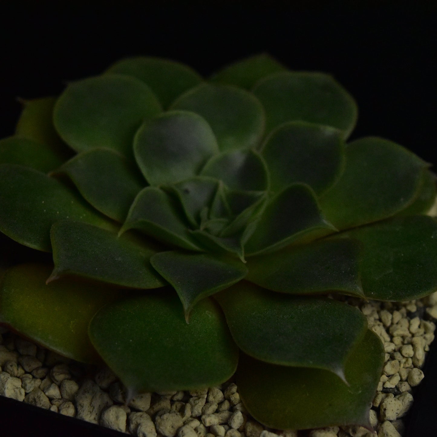 Echeveria longissima