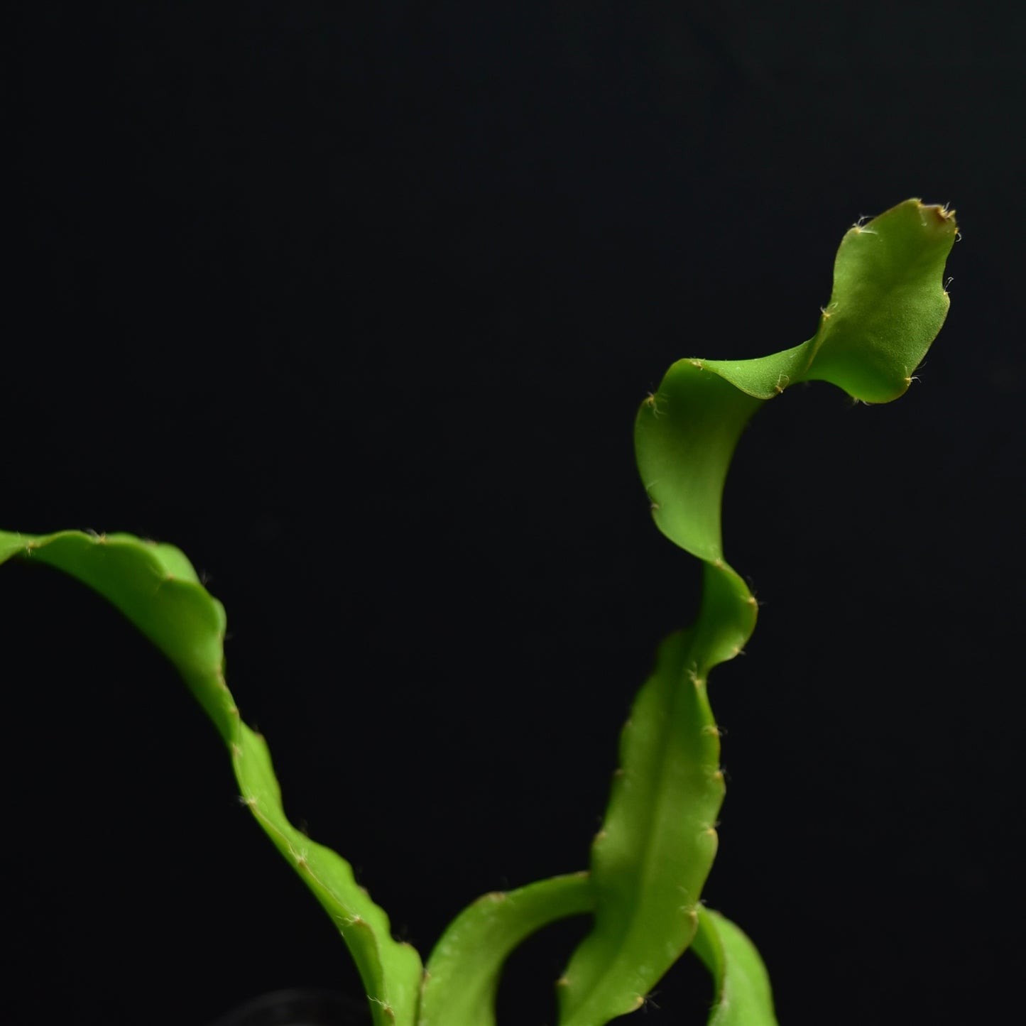 Epiphyllum guatemalense f. monstrosum "Curly Locks"