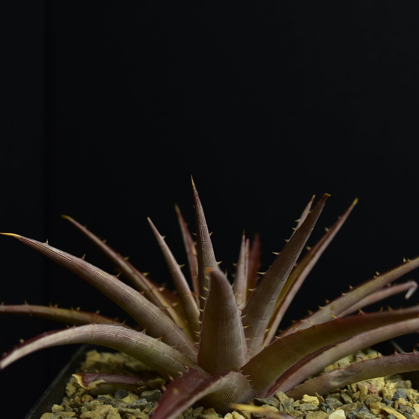 Dyckia brachyphylla