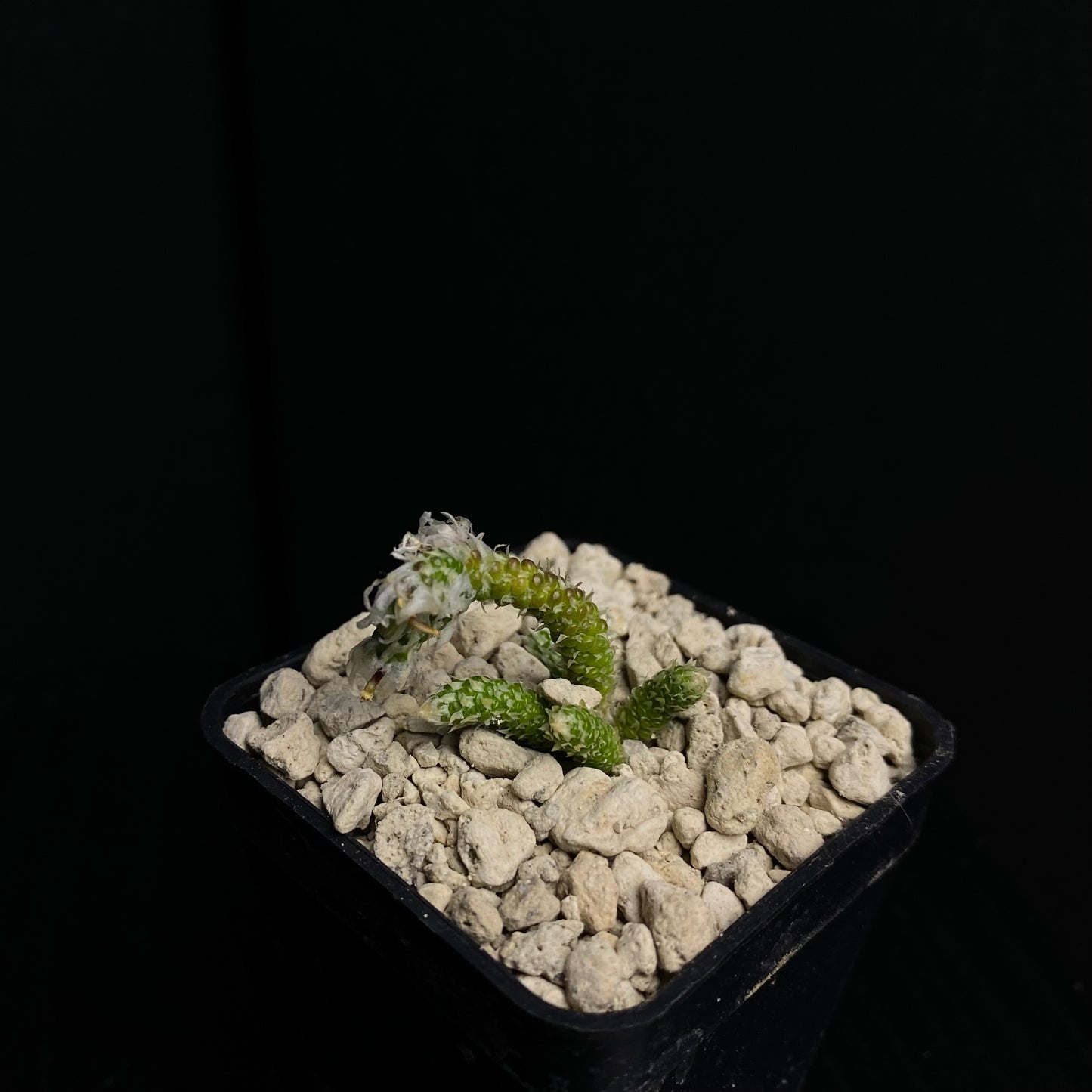 Avonia recurvata ssp. minuta (N von Ghamsberg)