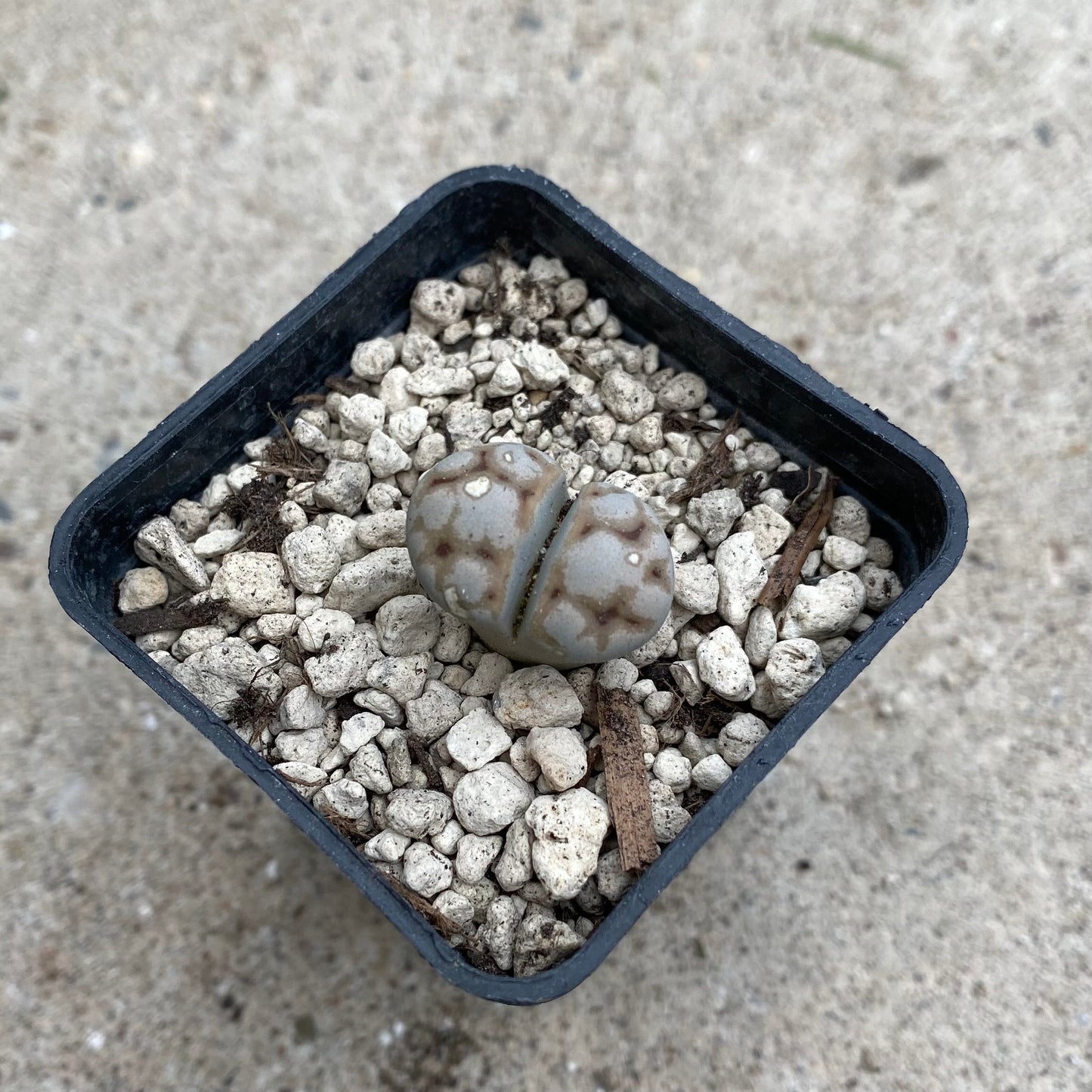 Lithops cv. „50 Shades of Gray“
