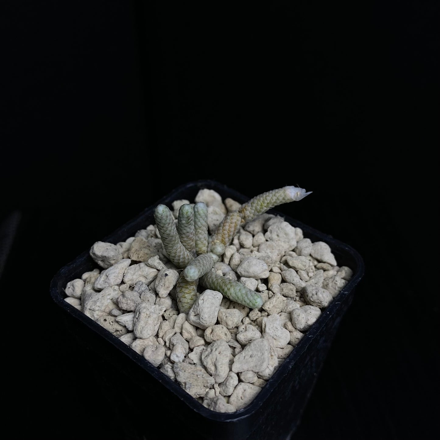 Avonia sp. nov. (Pofadder, Houmoed)