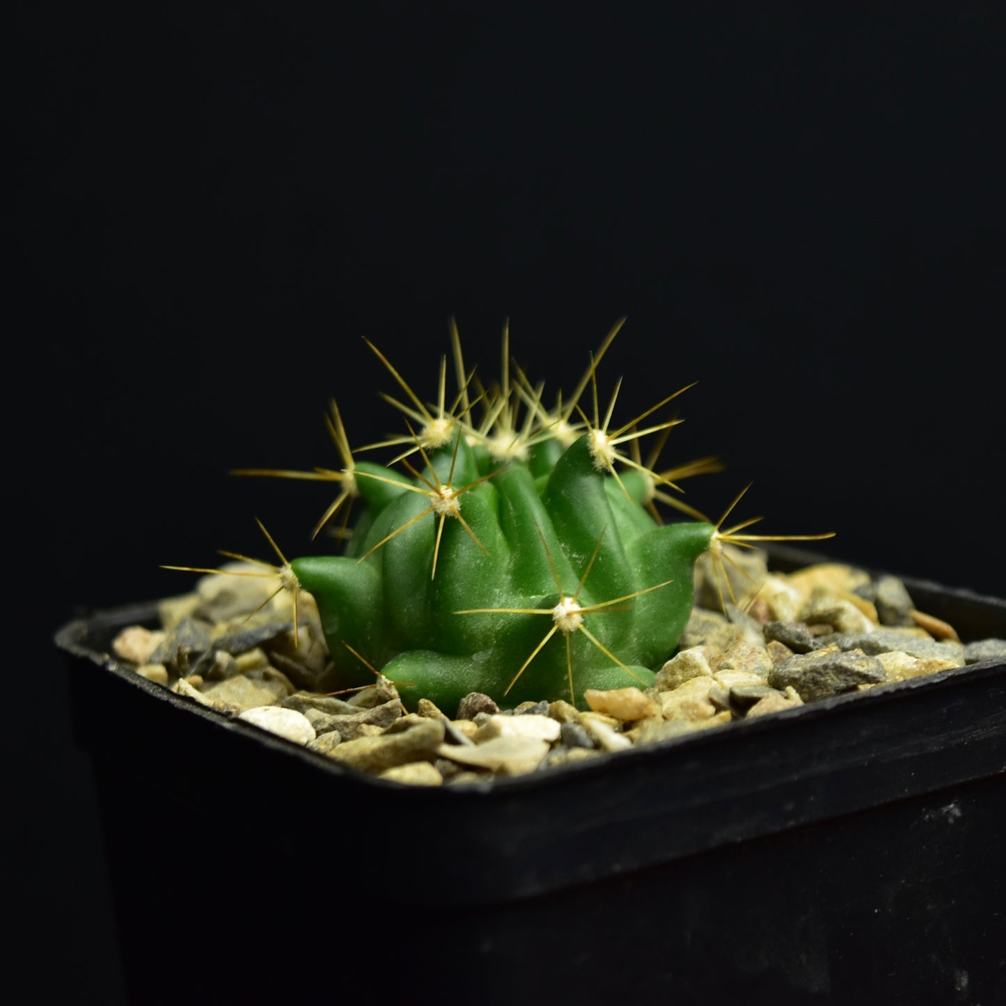 Ferocactus echidne