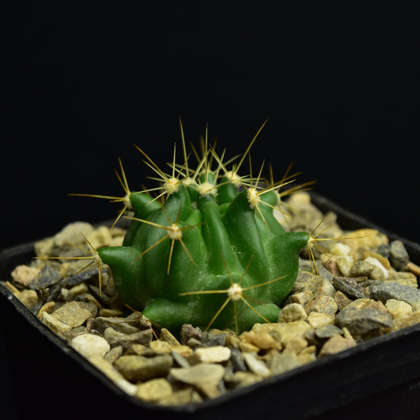 Ferocactus echidne