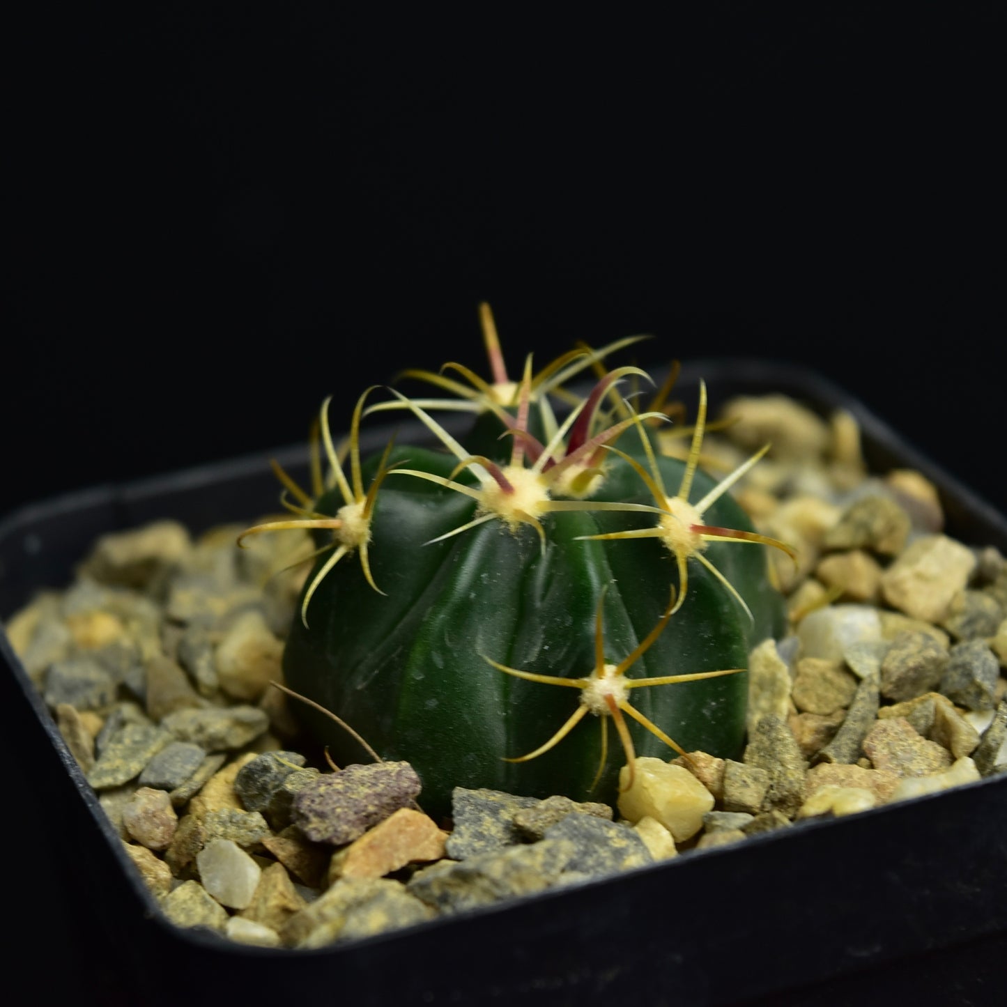 Ferocactus latispinus