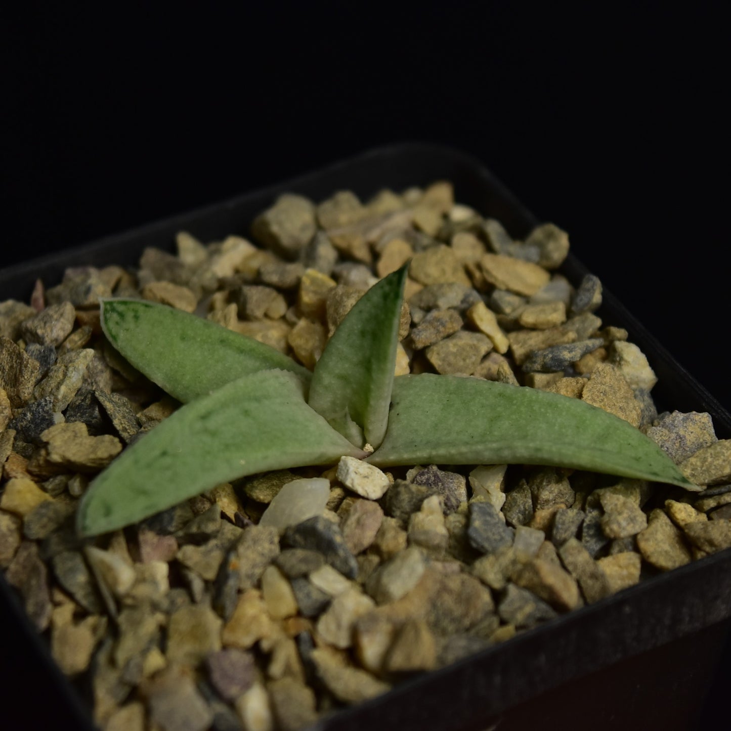 Gasteraloe cv. "Sushak's White"