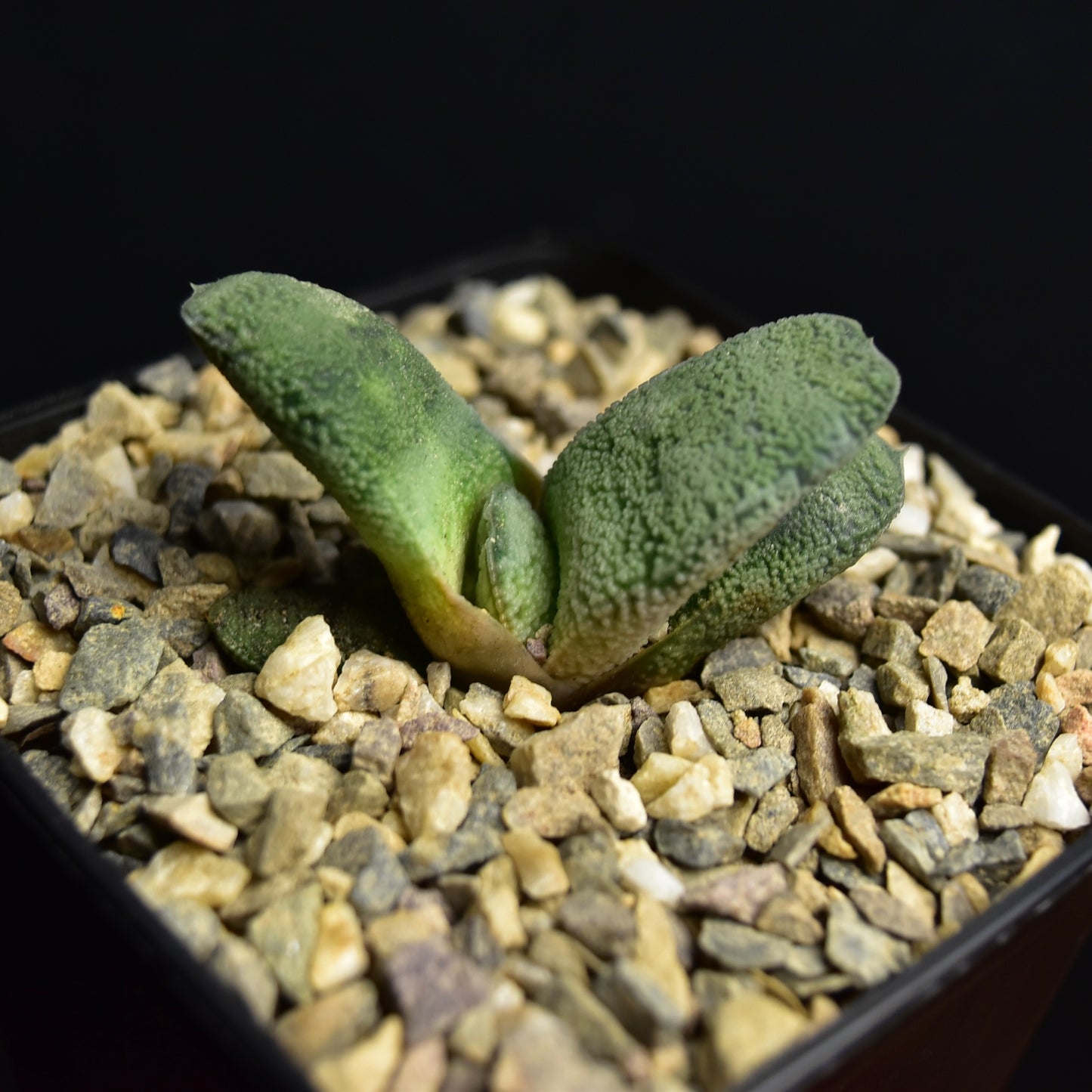 Gasteria baylissiana