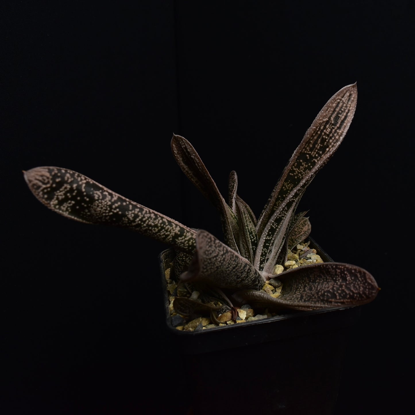 Gasteria cv. "Little Warty"