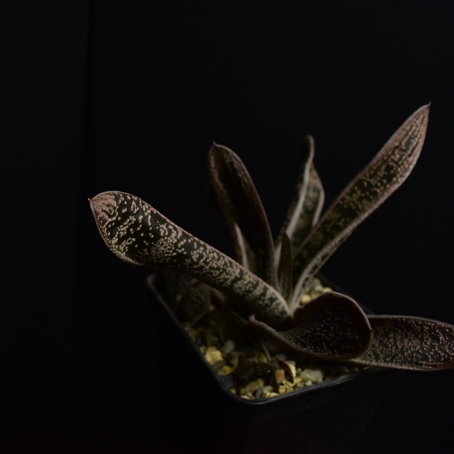 Gasteria cv. "Little Warty"