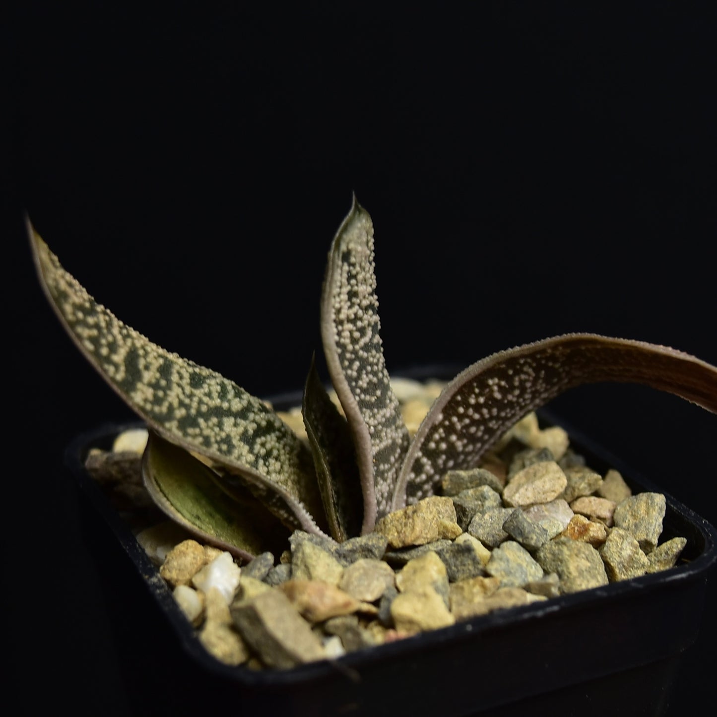 Gasteria cv. "Little Warty"