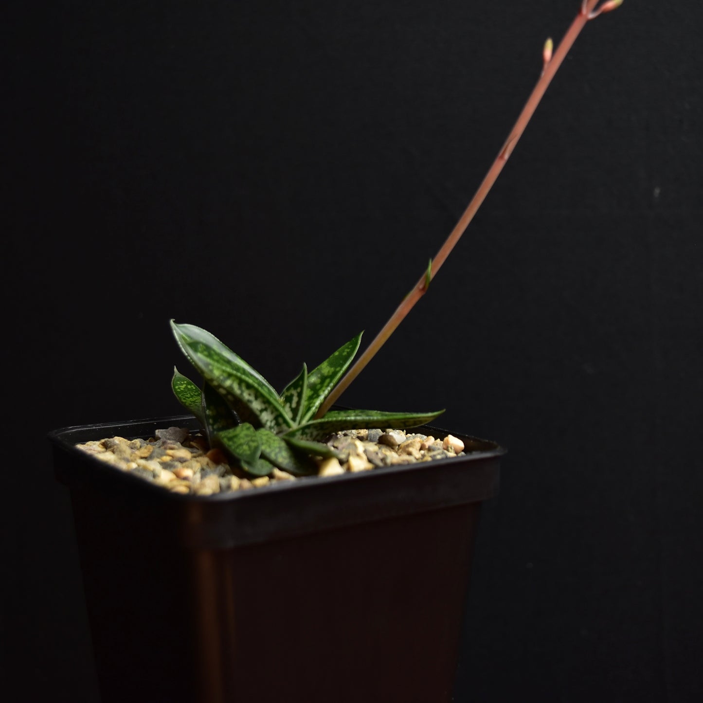 Gasteria liliputana