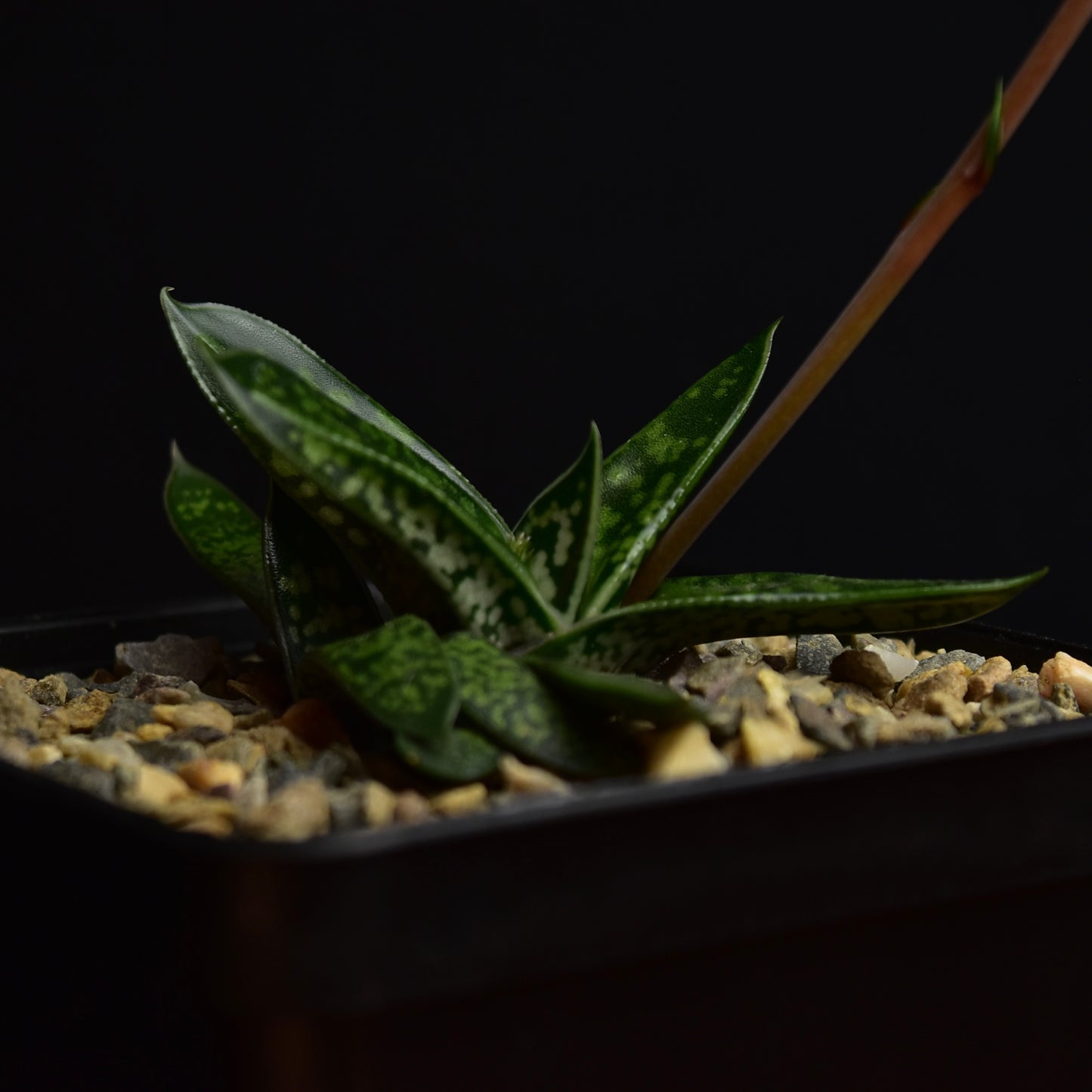 Gasteria liliputana