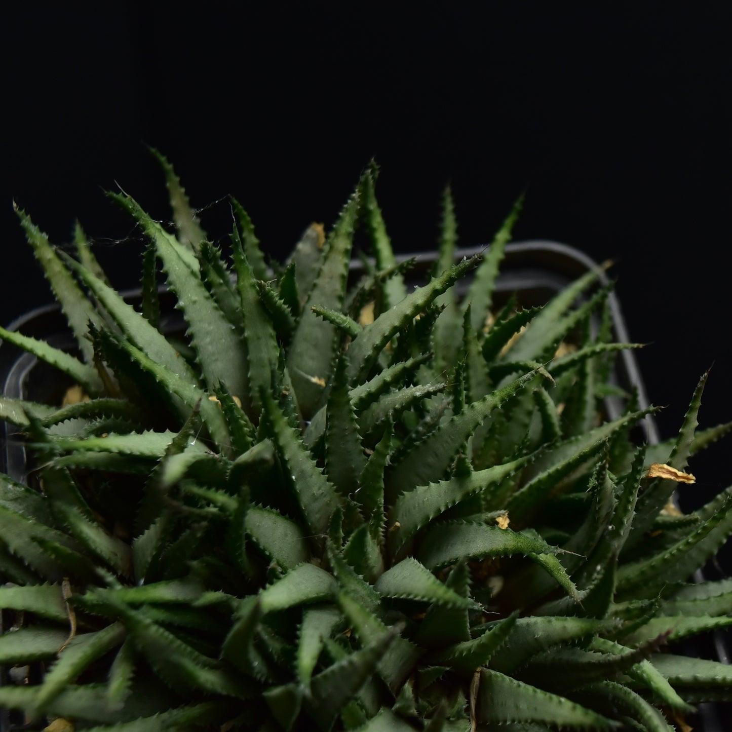 Haworthia chloracantha v. subglauca