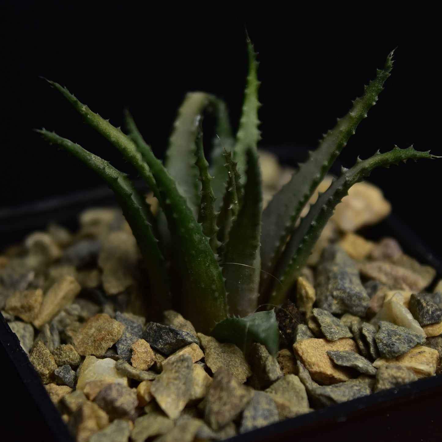 Haworthia chloracantha v. subglauca