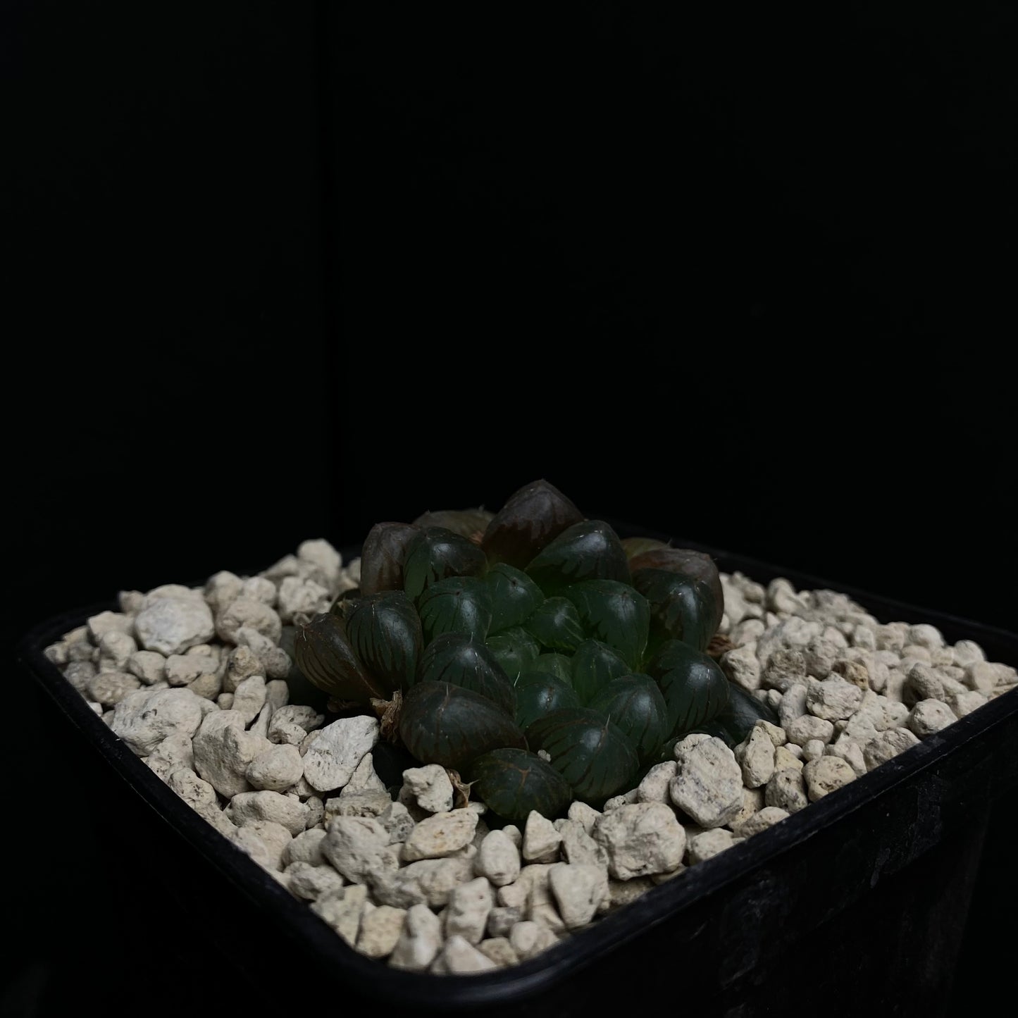 Haworthia cooperi