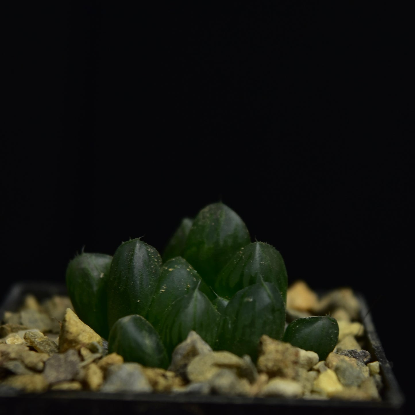 Haworthia cooperi cv. "OB-1"