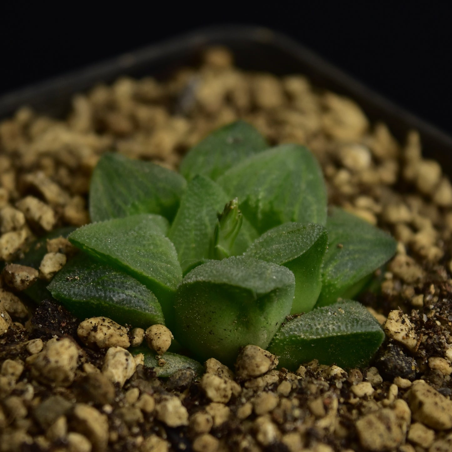 Haworthia pygmea v. crystallina