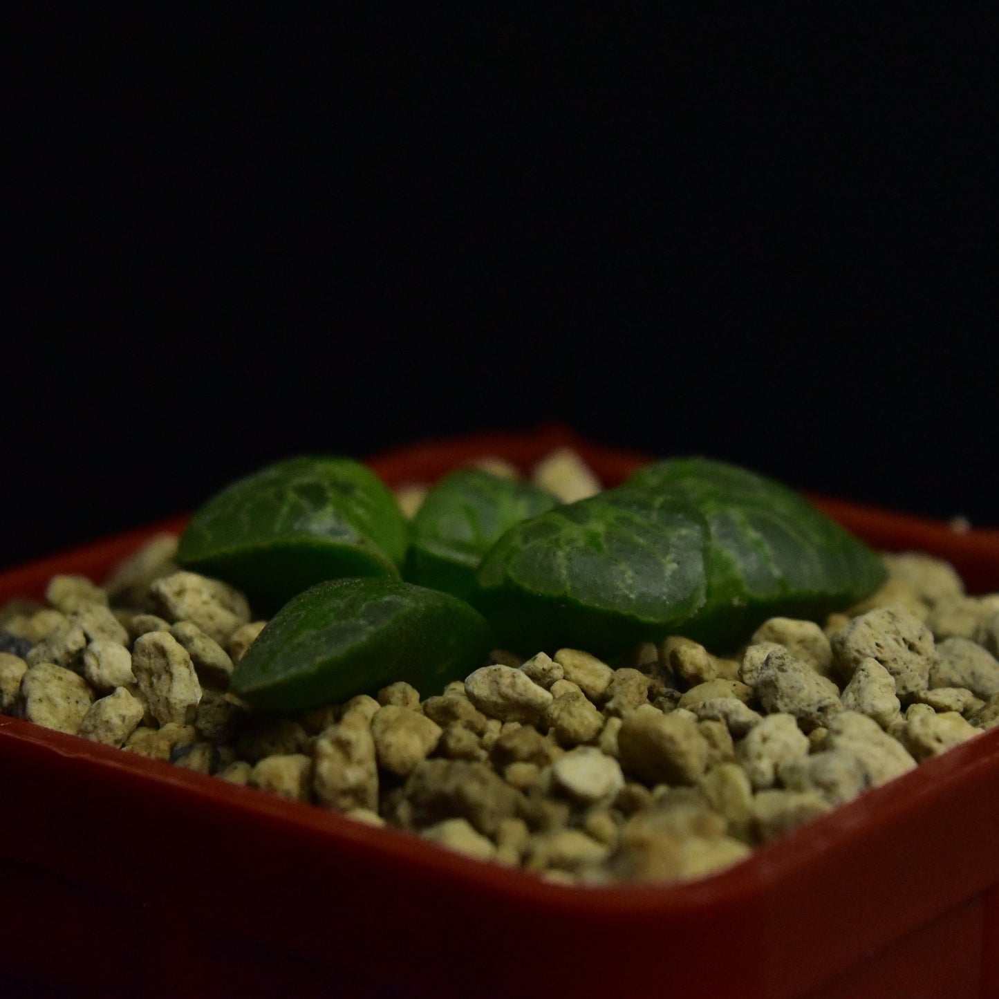 Haworthia cv. Circle of Life (ex Renny Wong)
