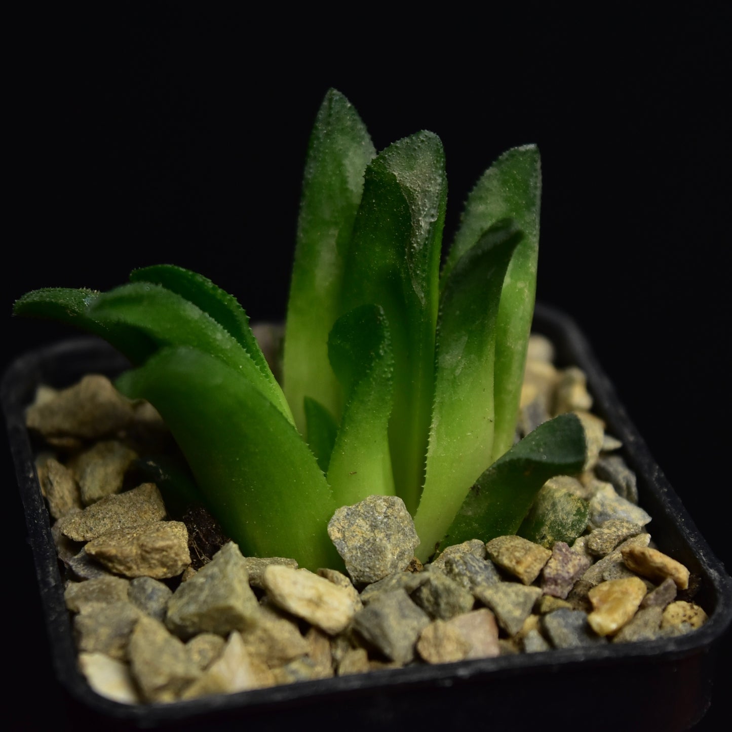 Haworthia floribunda