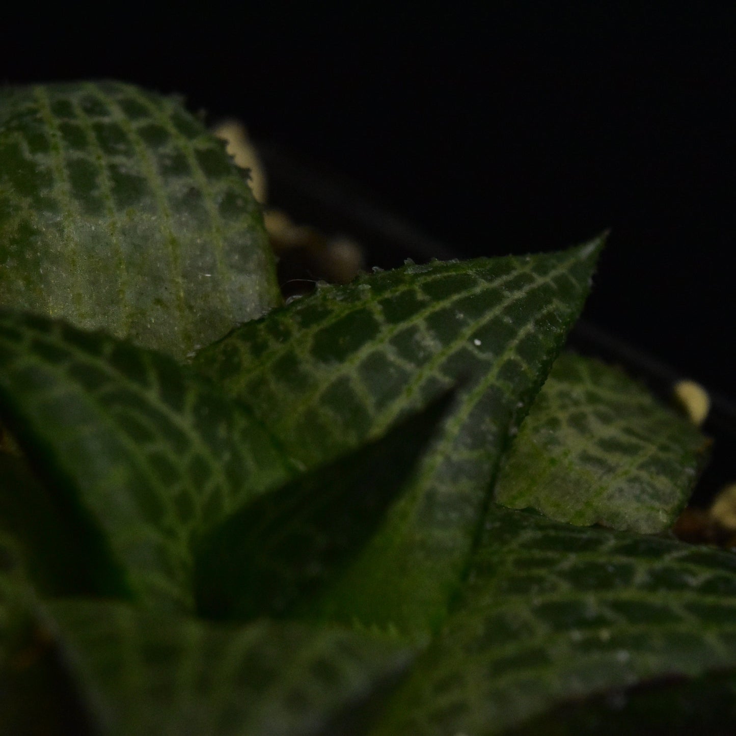 Haworthia venosa subs. tessellata