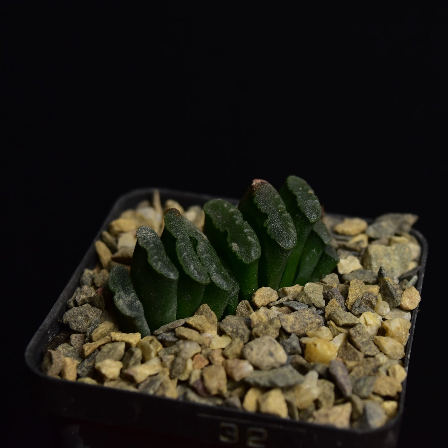 Haworthia truncata