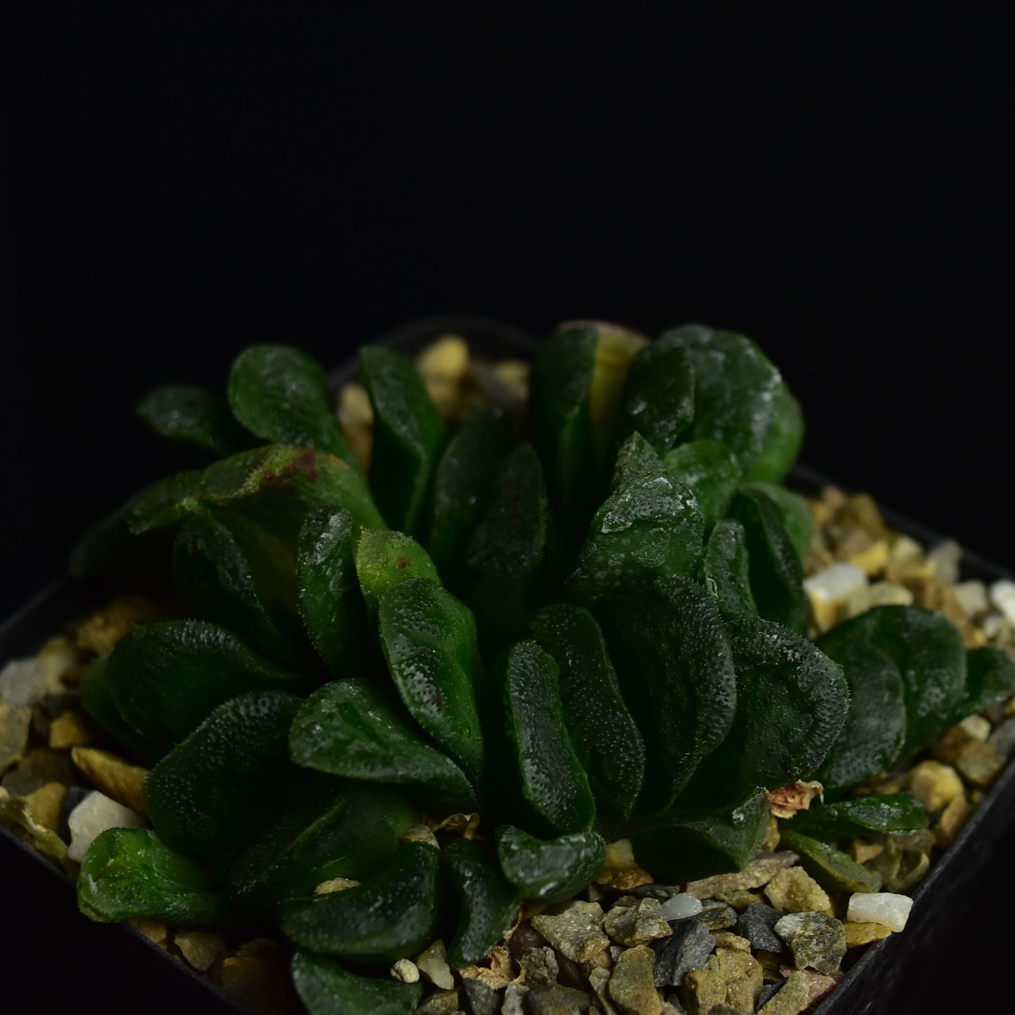 Haworthia truncata x maughanii