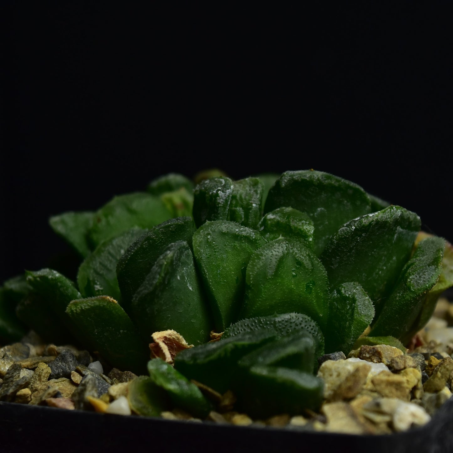 Haworthia truncata x maughanii