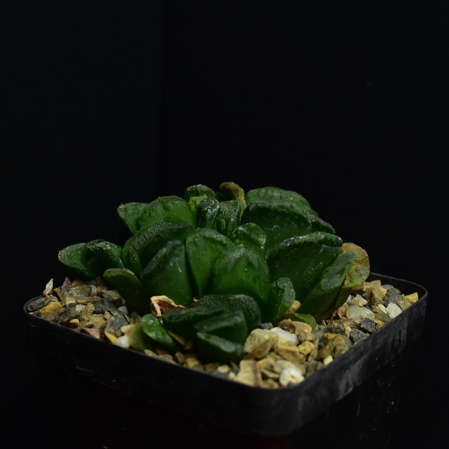 Haworthia truncata x maughanii