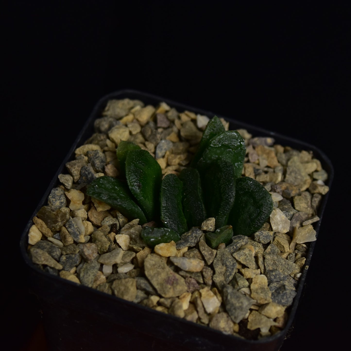 Haworthia truncata x maughanii