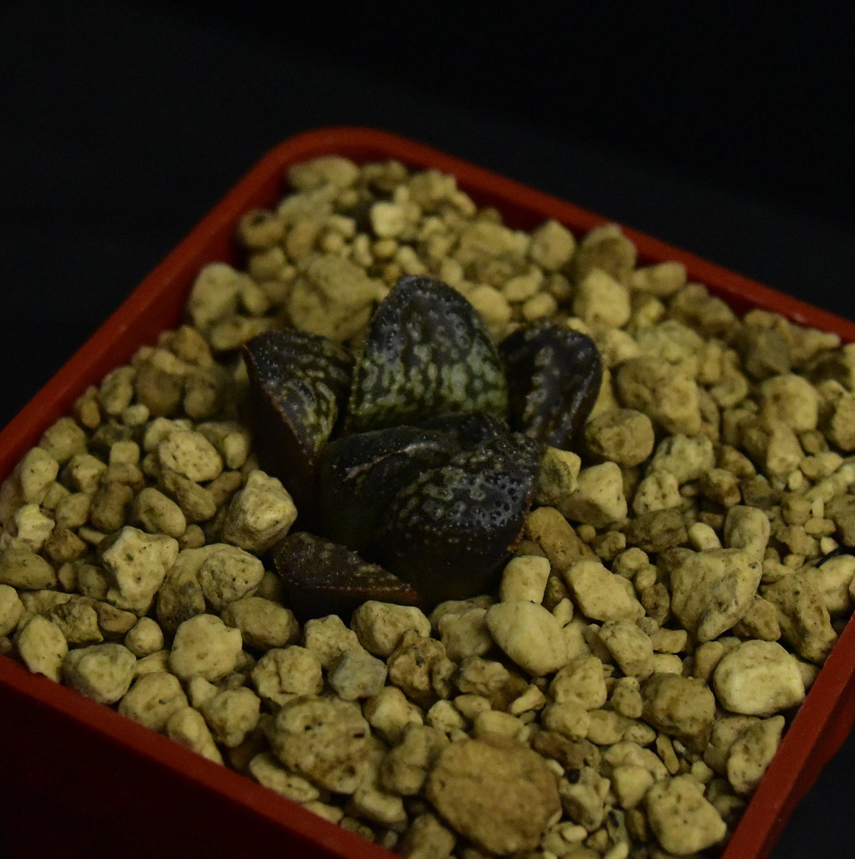 Haworthia cv. Python (ex. Renny Wong)