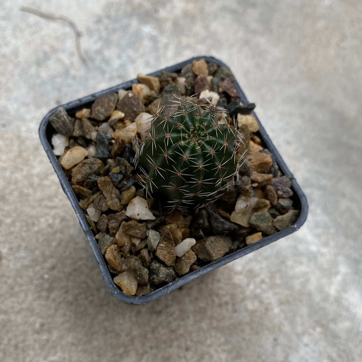 Lobivia saltensis v. spiralispina R177