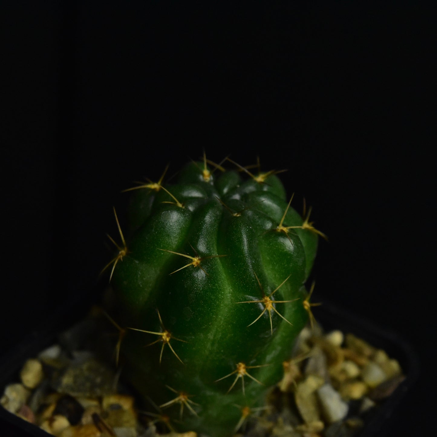 Lobivia wirightiana