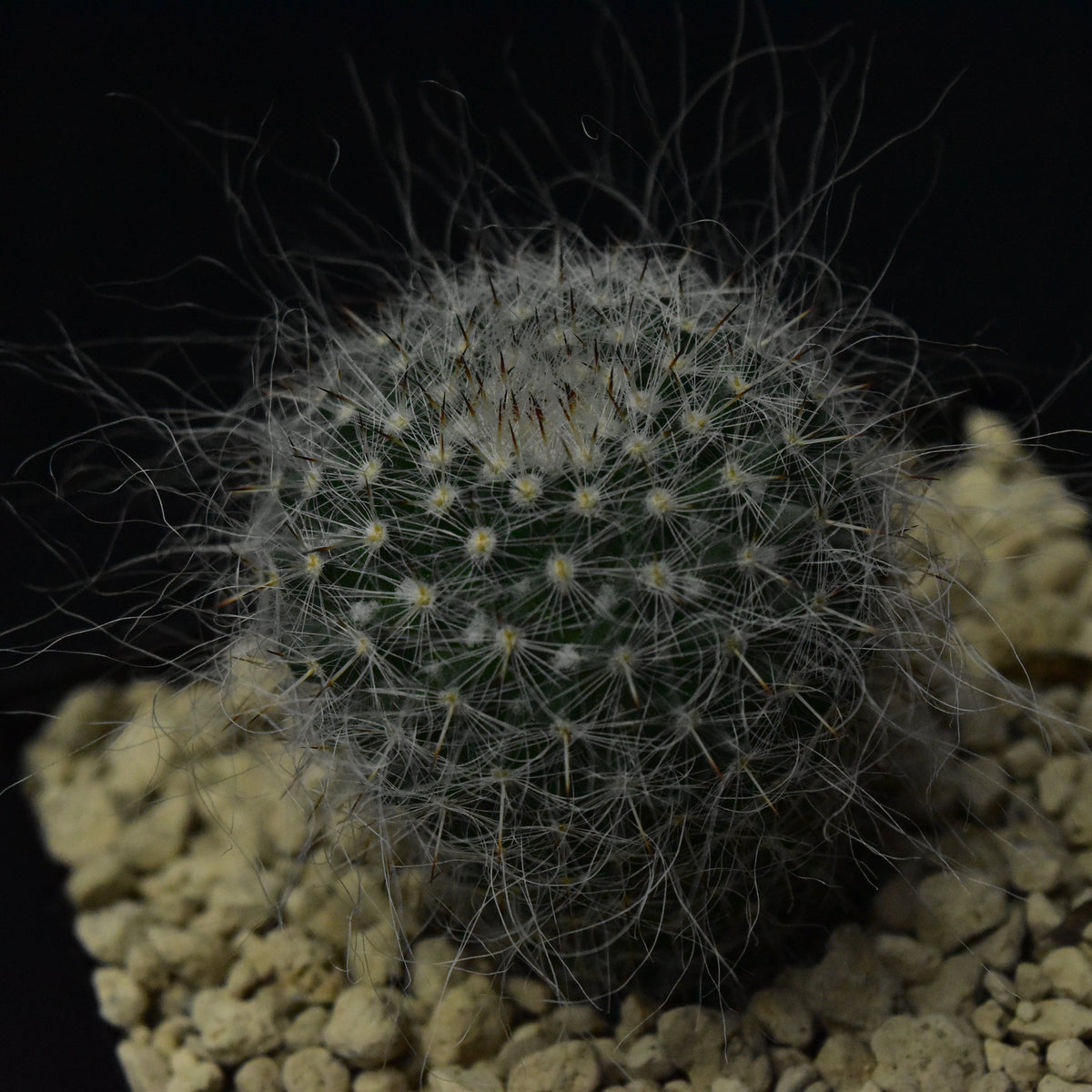 Das Bild zeigte eine Pflanze der Gattung Mammillaria hahniana