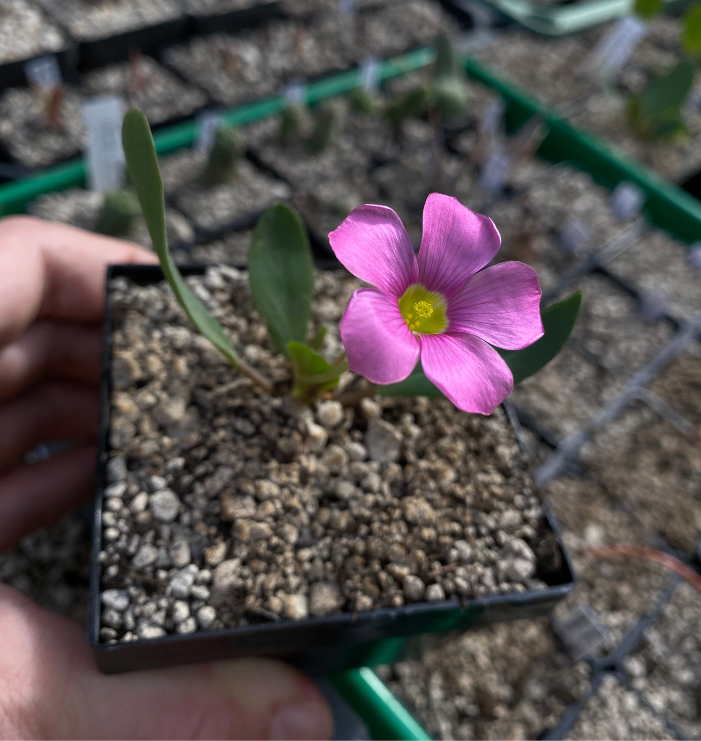 Oxalis monophylla (Pink)