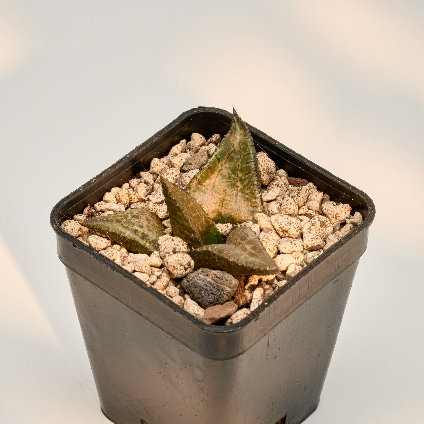 Haworthia venosa subs. tessellata